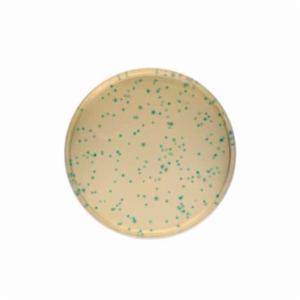 Biokar COMPASS® Bacillus cereus Agar BK189HA