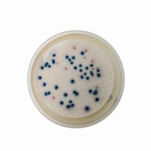 Biokar COMPASS® cc Agar 500 grams BK210HA