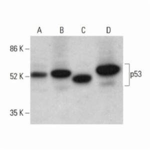 Santa Cruz P53 ANTIBODY (DO-1) ALEXA FLUOR®594, 200 µg/ml SANTSC-126 AF594 Santa Cruz P53 ANTIBODY (DO-1) ALEXA FLUOR®594, 200 µg/ml SANTSC-126 AF594