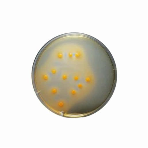 Biokar CLED Agar 500 grams BK020HA