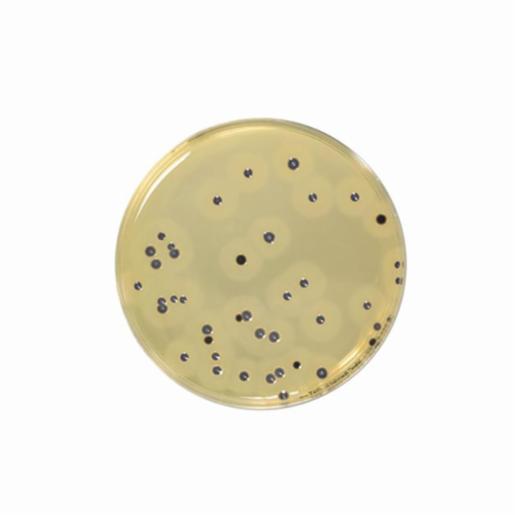 Biokar BAIRD-PARKER RPF Agar - Pre-poured medium 120 boîtes Ø 55 mm BM20408