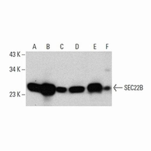 Santa Cruz SEC22B (29-F7), 100 µg/ml SANTSC-101267