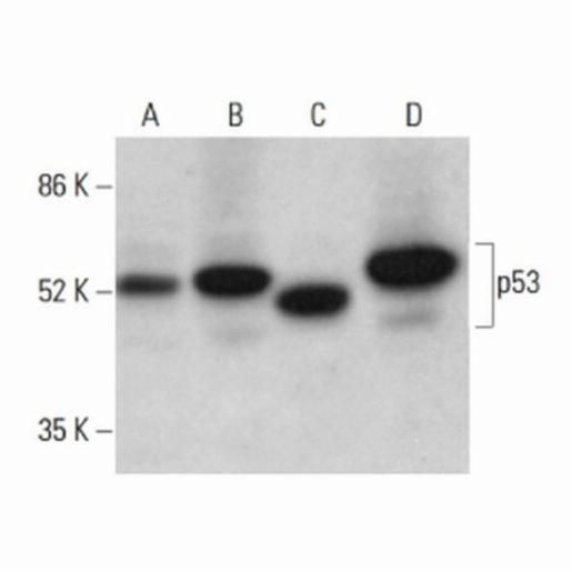 Santa Cruz P53 ANTIBODY (DO-1) ALEXA FLUOR®594, 200 µg/ml SANTSC-126 AF594