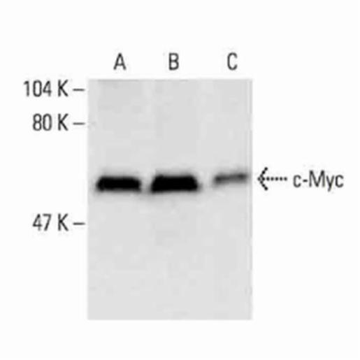 Santa Cruz C-MYC (9E10) MONOCLONAL, 200 µG SANTSC-40