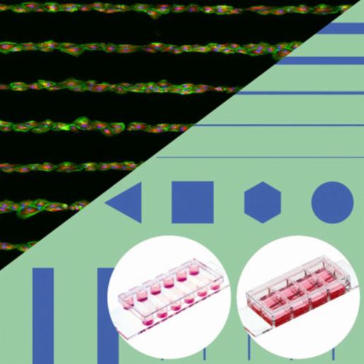 Ibidi , µ-Slide VI 0.4 µ-Pattern RGD Test Patterns 2: #1.5 polymer coverslip, micropatterned surface with RGD motif, 6 patterns, surface passivation with Bioinert, sterilized, individually packed, 83652