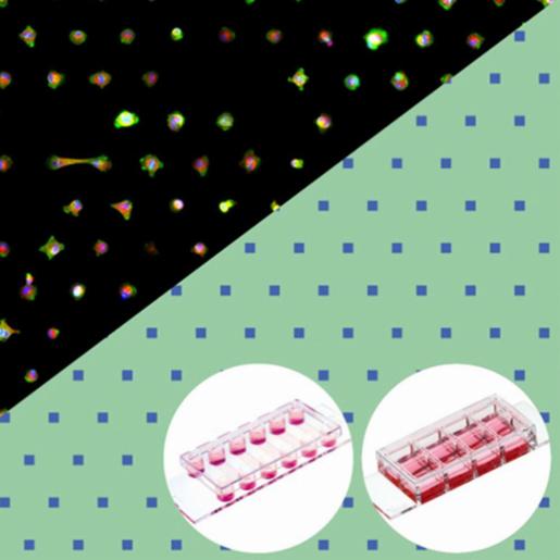 Ibidi , µ-Slide 8 Well high µ-Pattern RGD, sqr20, pit110, hex: #1.5 polymer coverslip, micropatterned surface with RGD motif, 20 μm squares, 110 μm pitch, hexagonal layout, surface passivation with Bioinert, sterilized, individually packed, 83801