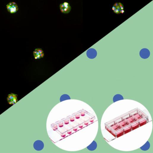 Ibidi , µ-Slide VI 0.4 µ-Pattern RGD, cir100, pit500, hex: #1.5 polymer coverslip, micropatterned surface with RGD motif, 100 μm circles, 500 μm pitch, hexagonal layout, surface passivation with Bioinert, sterilized, individually packed, 83602